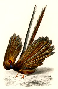 Great argus (Phasianus argus) illustrated by Charles Dessalines D' Orbigny (1806-1876). Digitally enhanced from our own 1892 edition of Dictionnaire Universel D'histoire Naturelle.