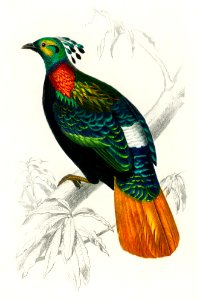 Himalayan monal (Lophophorus refulgens) illustrated by Charles Dessalines D' Orbigny (1806-1876). Digitally enhanced from our own 1892 edition of Dictionnaire Universel D'histoire Naturelle.. Free illustration for personal and commercial use.