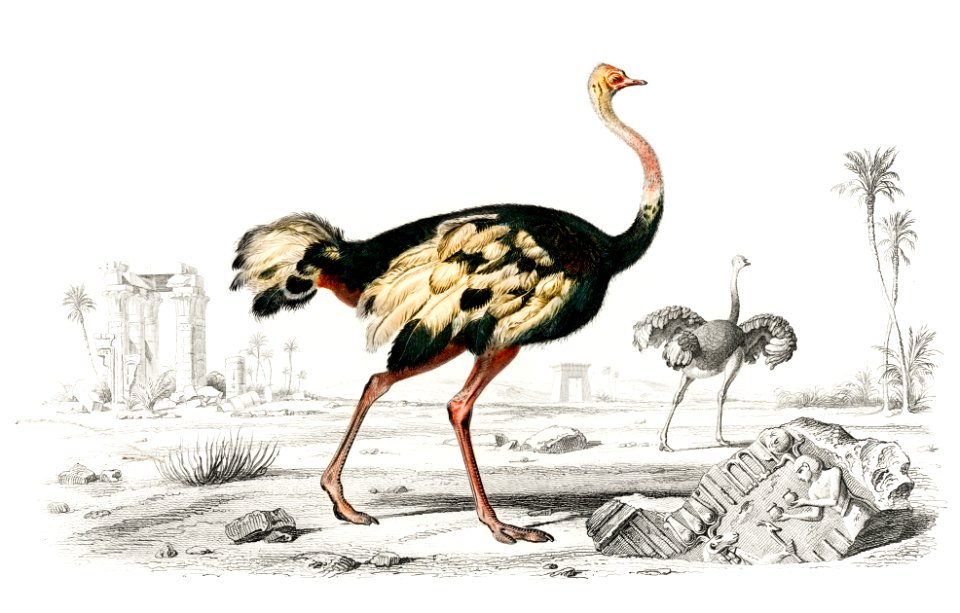 Struthio (Autruche de lancien continent) illustrated by Charles Dessalines D' Orbigny (1806-1876). Digitally enhanced from our own 1892 edition of Dictionnaire Universel D'histoire Naturelle.