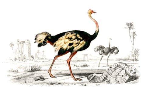 Struthio (Autruche de lancien continent) illustrated by Charles Dessalines D' Orbigny (1806-1876). Digitally enhanced from our own 1892 edition of Dictionnaire Universel D'histoire Naturelle.