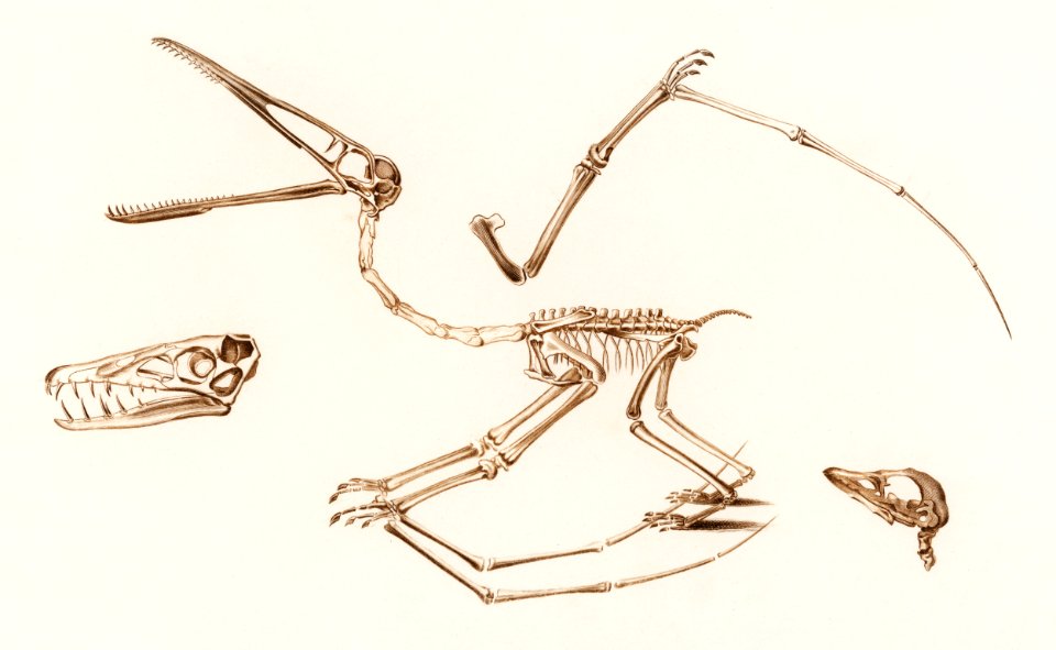 Pterosaur (Pterodactylus) illustrated by Charles Dessalines D' Orbigny (1806-1876). Digitally enhanced from our own 1892 edition of Dictionnaire Universel D'histoire Naturelle.. Free illustration for personal and commercial use.