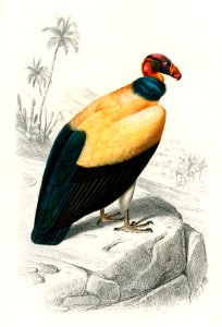 King vulture (Sarcoramphus papa) illustrated by Charles Dessalines D' Orbigny (1806-1876). Digitally enhanced from our own 1892 edition of Dictionnaire Universel D'histoire Naturelle.. Free illustration for personal and commercial use.
