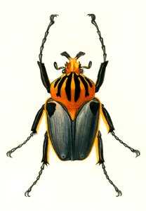 Goliathus cacicus illustrated by Charles Dessalines D' Orbigny (1806-1876). Digitally enhanced from our own 1892 edition of Dictionnaire Universel D'histoire Naturelle.. Free illustration for personal and commercial use.
