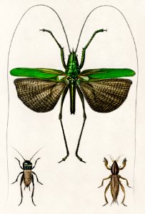 Grasshopper of six points (Locusta sexpunctata) illustrated by Charles Dessalines D' Orbigny (1806-1876). Digitally enhanced from our own 1892 edition of Dictionnaire Universel D'histoire Naturelle.. Free illustration for personal and commercial use.
