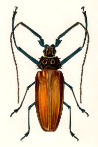 Enoplocerus Armillatus illustrated by Charles Dessalines D' Orbigny (1806-1876). Digitally enhanced from our own 1892 edition of Dictionnaire Universel D'histoire Naturelle.. Free illustration for personal and commercial use.