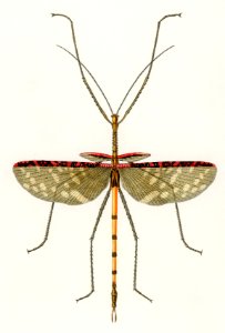 Cyphocrana titan illustrated by Charles Dessalines D' Orbigny (1806-1876). Digitally enhanced from our own 1892 edition of Dictionnaire Universel D'histoire Naturelle.. Free illustration for personal and commercial use.