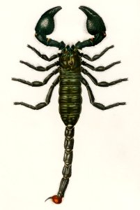 The Emperor Scorpion (Buthus Afer) illustrated by Charles Dessalines D' Orbigny (1806-1876). Digitally enhanced from our own 1892 edition of Dictionnaire Universel D'histoire Naturelle.. Free illustration for personal and commercial use.