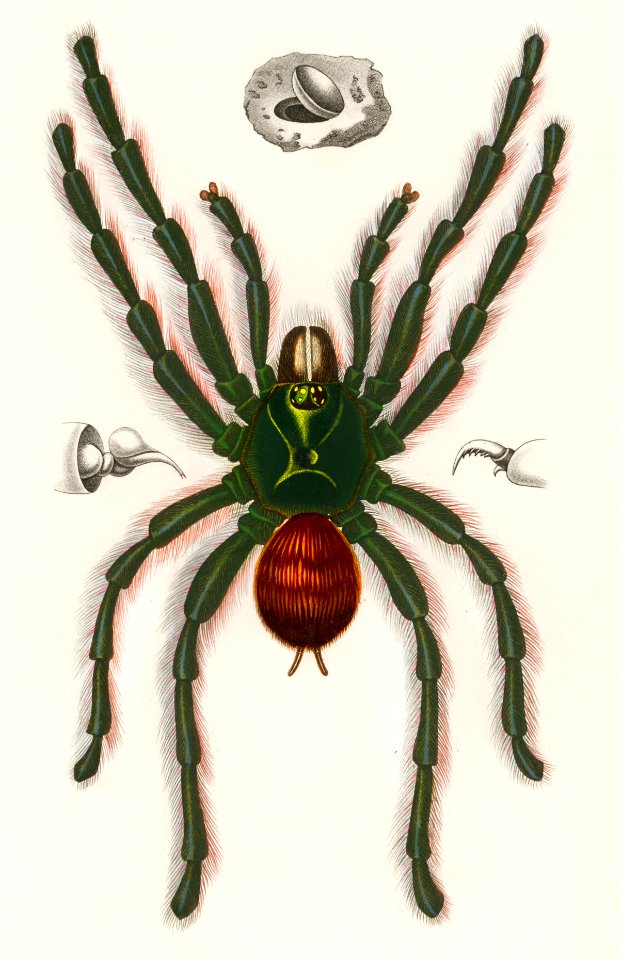 Pinktoe tarantula (Mygalomorphae) illustrated by Charles Dessalines D' Orbigny (1806-1876). Digitally enhanced from our own 1892 edition of Dictionnaire Universel D'histoire Naturelle.