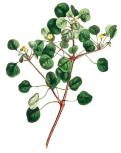 Euphorbia Petiolaris (Manchineel berry) (1805) Image from The Botanical Magazine or Flower Garden Displayed by Francis Sansom.