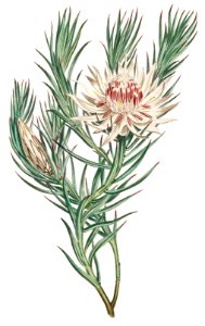 Protea Mucronifolia (Dagger–Leaf Protea) (1806) Image from The Botanical Magazine or Flower Garden Displayed by Francis Sansom.. Free illustration for personal and commercial use.