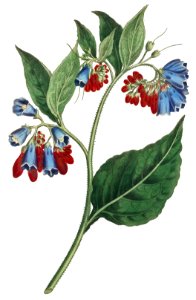 Symphyum Asperrim (Prickley Comfrey) (1806) Image from The Botanical Magazine or Flower Garden Displayed by Francis Sansom.