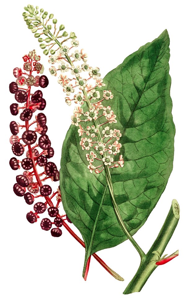 Phytolacca Decandra (American Pokeweed) (1806) Image from The Botanical Magazine or Flower Garden Displayed by Francis Sansom.