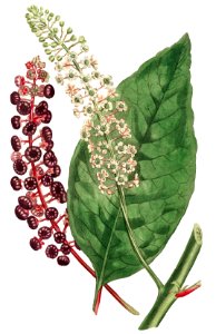 Phytolacca Decandra (American Pokeweed) (1806) Image from The Botanical Magazine or Flower Garden Displayed by Francis Sansom.. Free illustration for personal and commercial use.