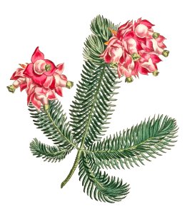 Erica Glauca (Elegans) Image from The Botanical Magazine or Flower Garden Displayed by Francis Sansom.
