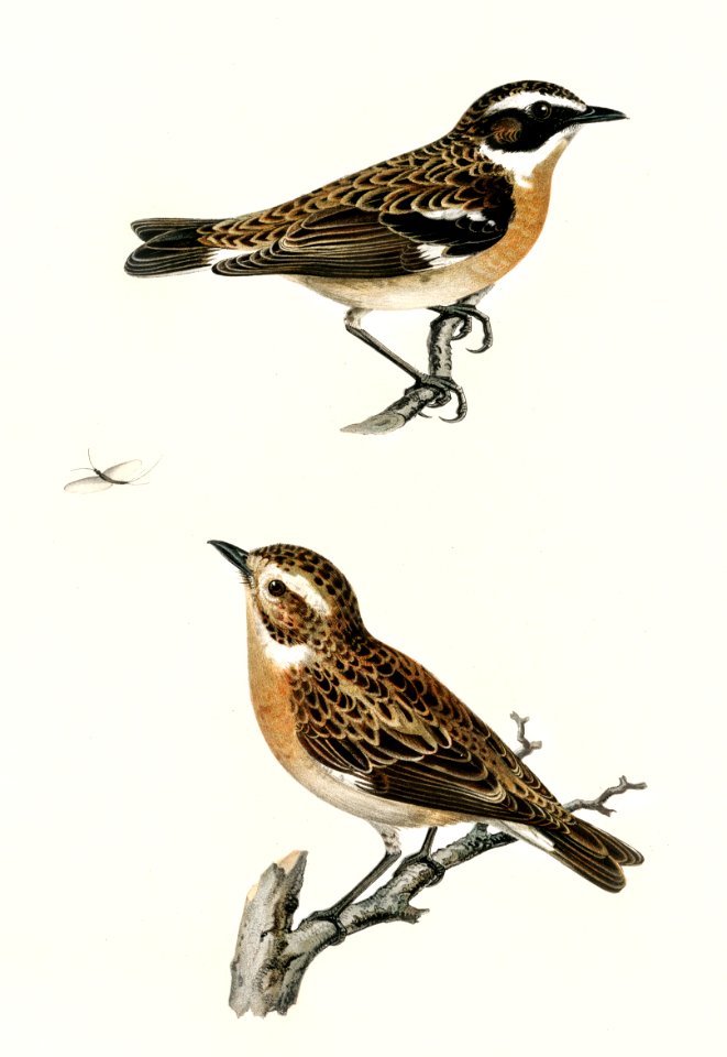 Whinchat 1♀ 2♂ (Pratincola rubetra) illustrated by the von Wright brothers. Digitally enhanced from our own 1929 folio version of Svenska Fåglar Efter Naturen Och Pa Sten Ritade.