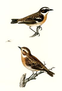 Whinchat 1♀ 2♂ (Pratincola rubetra) illustrated by the von Wright brothers. Digitally enhanced from our own 1929 folio version of Svenska Fåglar Efter Naturen Och Pa Sten Ritade.. Free illustration for personal and commercial use.