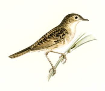 Locustella naevia illustrated by the von Wright brothers. Digitally enhanced from our own 1929 folio version of Svenska Fåglar Efter Naturen Och Pa Sten Ritade.
