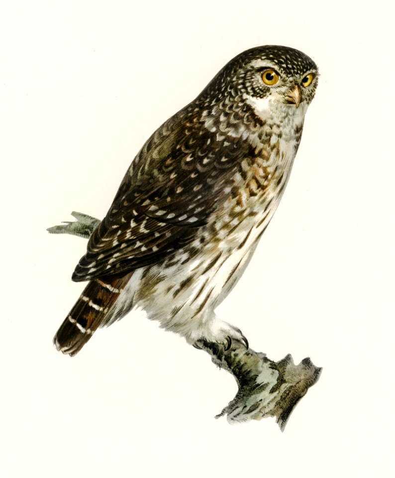 Glaucidium passerinum illustrated by the von Wright brothers. Digitally enhanced from our own 1929 folio version of Svenska Fåglar Efter Naturen Och Pa Sten Ritade.