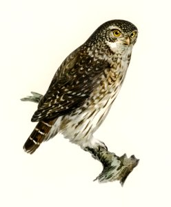 Glaucidium passerinum illustrated by the von Wright brothers. Digitally enhanced from our own 1929 folio version of Svenska Fåglar Efter Naturen Och Pa Sten Ritade.. Free illustration for personal and commercial use.