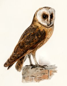 Tyto alba guttata owl illustrated by the von Wright brothers. Digitally enhanced from our own 1929 folio version of Svenska Fåglar Efter Naturen Och Pa Sten Ritade.