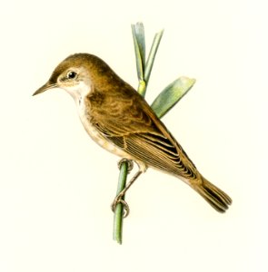 Red warbler (Acrocephalus streperus) illustrated by the von Wright brothers. Digitally enhanced from our own 1929 folio version of Svenska Fåglar Efter Naturen Och Pa Sten Ritade.