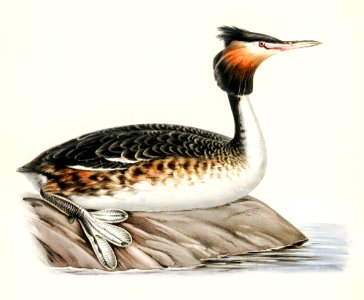 Podiceps cristatus illustrated by the von Wright brothers. Digitally enhanced from our own 1929 folio version of Svenska Fåglar Efter Naturen Och Pa Sten Ritade.