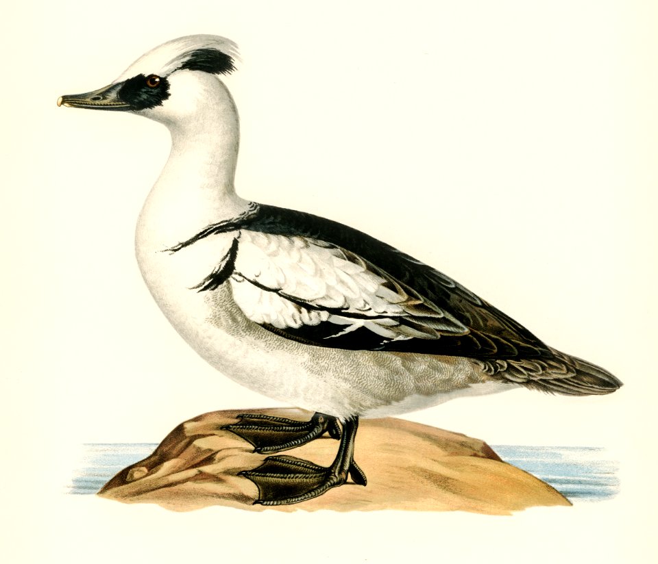 Mergellus albellus illustrated by the von Wright brothers. Digitally enhanced from our own 1929 folio version of Svenska Fåglar Efter Naturen Och Pa Sten Ritade.