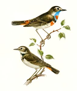 Bluethroat (Cyanecula svecica) illustrated by the von Wright brothers. Digitally enhanced from our own 1929 folio version of Svenska Fåglar Efter Naturen Och Pa Sten Ritade.. Free illustration for personal and commercial use.