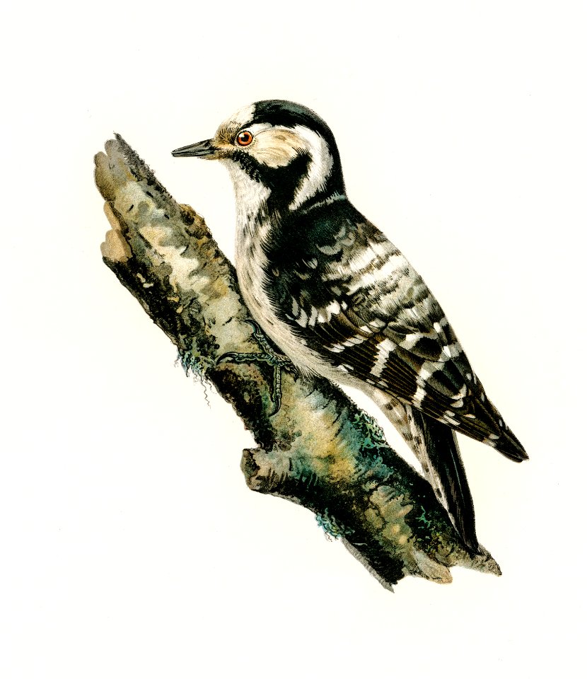 Dryobates minor illustrated by the von Wright brothers. Digitally enhanced from our own 1929 folio version of Svenska Fåglar Efter Naturen Och Pa Sten Ritade.