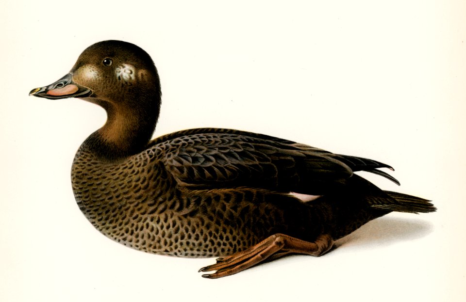Velvet Scoter male (Oidemia fusca) illustrated by the von Wright brothers. Digitally enhanced from our own 1929 folio version of Svenska Fåglar Efter Naturen Och Pa Sten Ritade.