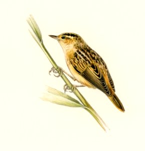 Aquatic warbler (Acrocephalus aquaticus) illustrated by the von Wright brothers. Digitally enhanced from our own 1929 folio version of Svenska Fåglar Efter Naturen Och Pa Sten Ritade.
