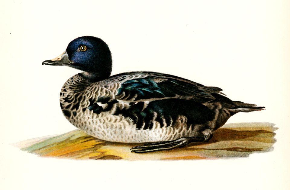 Black scoter male (Oidemia nigra) illustrated by the von Wright brothers. Digitally enhanced from our own 1929 folio version of Svenska Fåglar Efter Naturen Och Pa Sten Ritade.