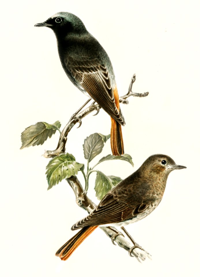 European black redstart (phoenicurus ochruros gibraltariensis) illustrated by the von Wright brothers. Digitally enhanced from our own 1929 folio version of Svenska Fåglar Efter Naturen Och Pa Sten Ritade.