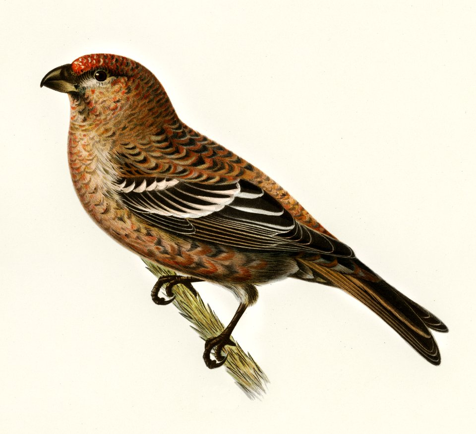 Pine Grosbeak male (Pinicola enucleator) illustrated by the von Wright brothers. Digitally enhanced from our own 1929 folio version of Svenska Fåglar Efter Naturen Och Pa Sten Ritade.
