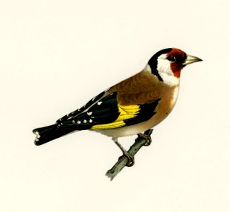 European Goldfinch (Carduelis carduelis) illustrated by the von Wright brothers. Digitally enhanced from our own 1929 folio version of Svenska Fåglar Efter Naturen Och Pa Sten Ritade.. Free illustration for personal and commercial use.