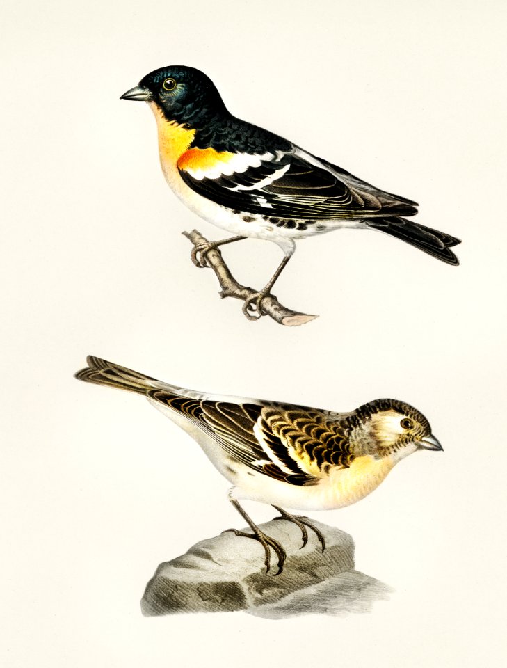 Brambling (Fringilla Montifringilla) illustrated by the von Wright brothers. Digitally enhanced from our own 1929 folio version of Svenska Fåglar Efter Naturen Och Pa Sten Ritade.