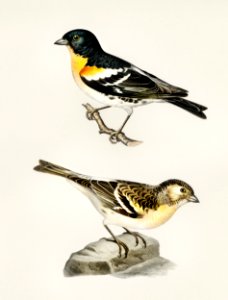 Brambling (Fringilla Montifringilla) illustrated by the von Wright brothers. Digitally enhanced from our own 1929 folio version of Svenska Fåglar Efter Naturen Och Pa Sten Ritade.