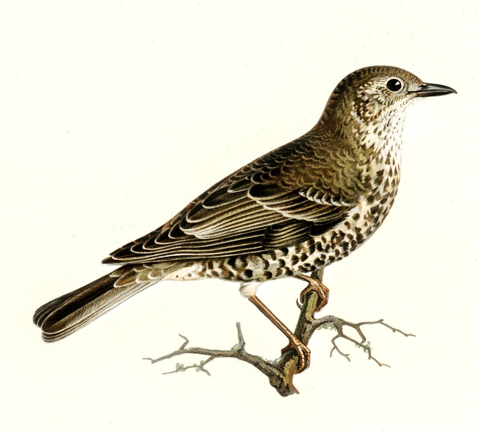 Turdus viscivorus illustrated by the von Wright brothers. Digitally enhanced from our own 1929 folio version of Svenska Fåglar Efter Naturen Och Pa Sten Ritade.