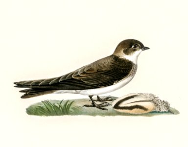 Riparia riparia illustrated by the von Wright brothers. Digitally enhanced from our own 1929 folio version of Svenska Fåglar Efter Naturen Och Pa Sten Ritade.