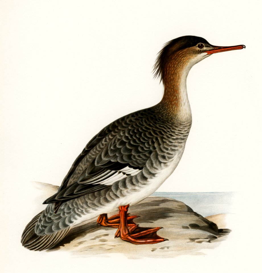 Mergus serrator illustrated by the von Wright brothers. Digitally enhanced from our own 1929 folio version of Svenska Fåglar Efter Naturen Och Pa Sten Ritade.