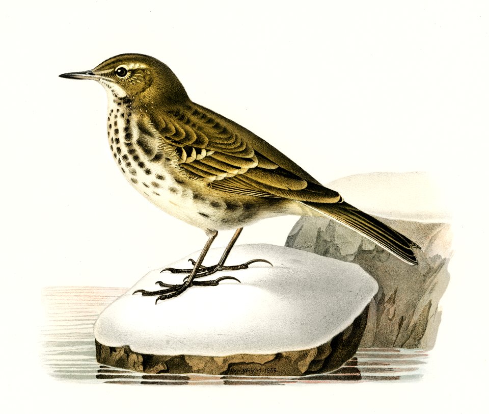 Water pipit (Anthus spinoletta rupestris) illustrated by the von Wright brothers. Digitally enhanced from our own 1929 folio version of Svenska Fåglar Efter Naturen Och Pa Sten Ritade.