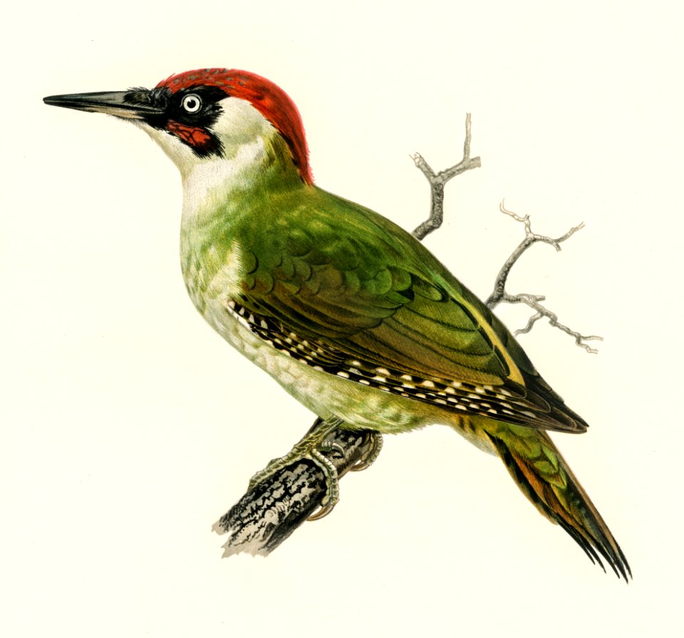 Picus viridis ♂ illustrated by the von Wright brothers. Digitally enhanced from our own 1929 folio version of Svenska Fåglar Efter Naturen Och Pa Sten Ritade.