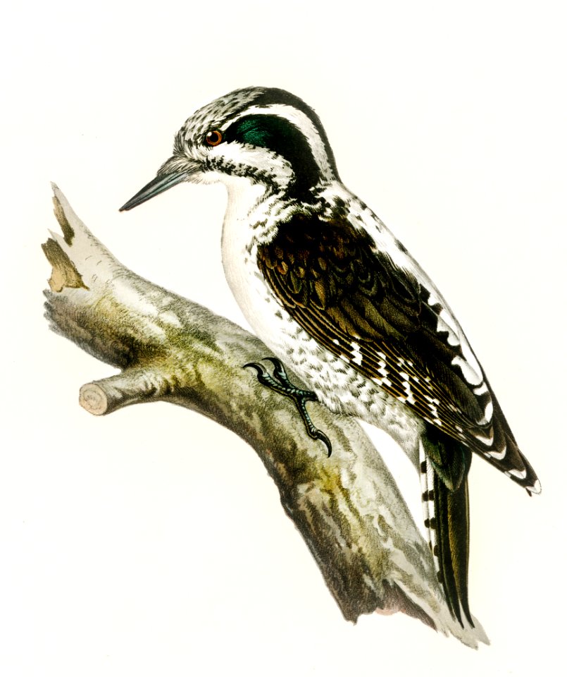 Three-toed woodpecker (Picoides Tridactylus) illustrated by the von Wright brothers. Digitally enhanced from our own 1929 folio version of Svenska Fåglar Efter Naturen Och Pa Sten Ritade.