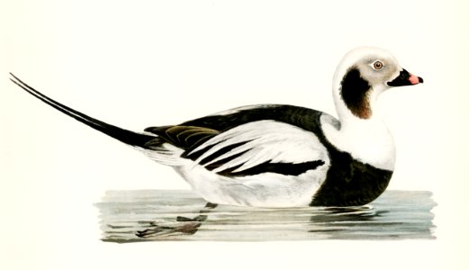 Long-tailed Duck male (Harelda hyemalis) illustrated by the von Wright brothers. Digitally enhanced from our own 1929 folio version of Svenska Fåglar Efter Naturen Och Pa Sten Ritade.
