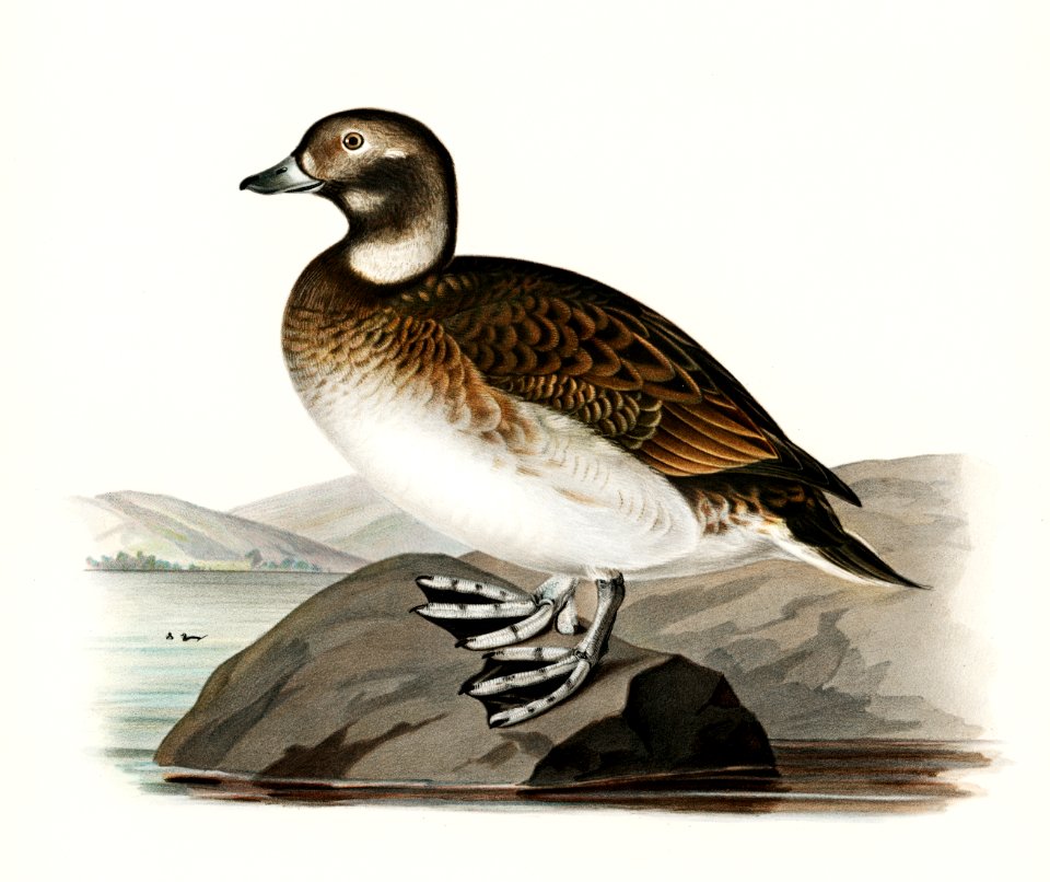 Long-tailed Duck (Harelda hyemalis) illustrated by the von Wright brothers. Digitally enhanced from our own 1929 folio version of Svenska Fåglar Efter Naturen Och Pa Sten Ritade.