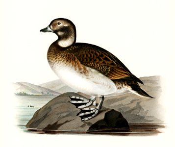 Long-tailed Duck (Harelda hyemalis) illustrated by the von Wright brothers. Digitally enhanced from our own 1929 folio version of Svenska Fåglar Efter Naturen Och Pa Sten Ritade.