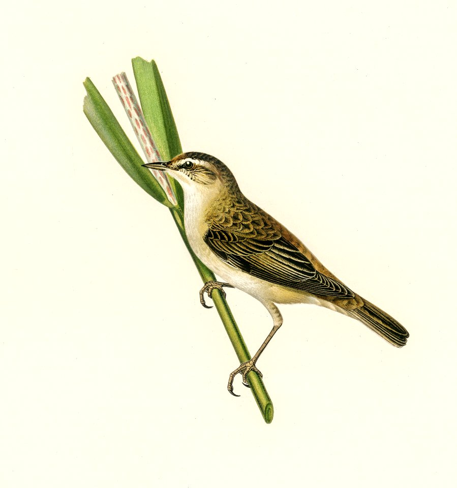 Sedge warbler (Acrocephalus schoenobaenus) illustrated by the von Wright brothers. Digitally enhanced from our own 1929 folio version of Svenska Fåglar Efter Naturen Och Pa Sten Ritade.