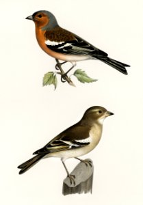 Chaffinch male (Fringilla coelebs) illustrated by the von Wright brothers. Digitally enhanced from our own 1929 folio version of Svenska Fåglar Efter Naturen Och Pa Sten Ritade.. Free illustration for personal and commercial use.