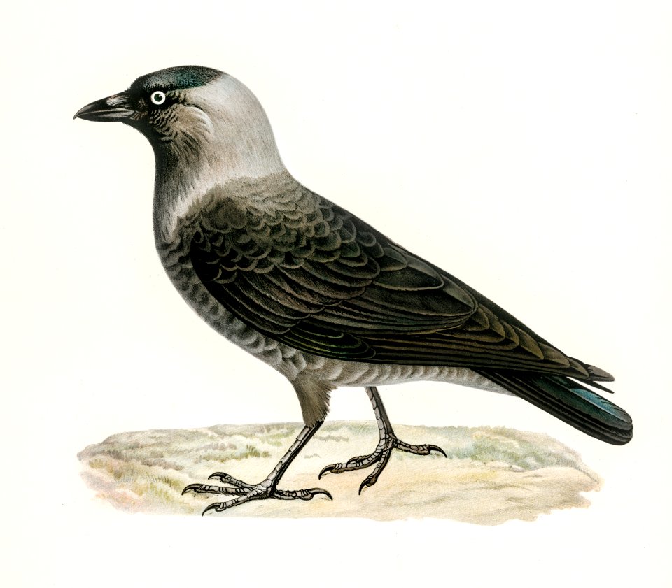Coloeus monedula illustrated by the von Wright brothers. Digitally enhanced from our own 1929 folio version of Svenska Fåglar Efter Naturen Och Pa Sten Ritade.