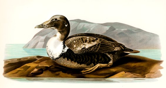 Eider (Somateria mollissima) illustrated by the von Wright brothers. Digitally enhanced from our own 1929 folio version of Svenska Fåglar Efter Naturen Och Pa Sten Ritade.. Free illustration for personal and commercial use.